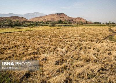 برنج مازندران چقدر کارآیی اقتصادی دارد؟